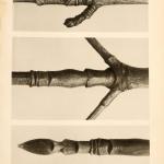 Karl Blossfeldt